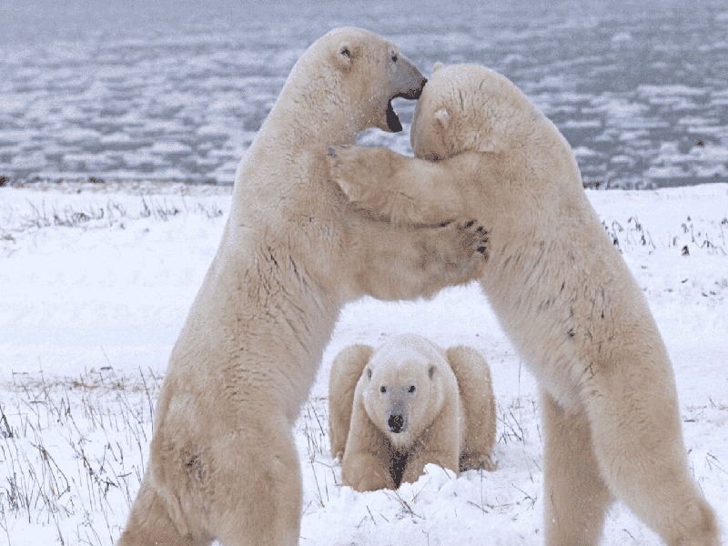 试管取消结婚限制，攒胚胎试管成功